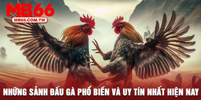 Những sảnh đấu gà phổ biến và uy tín nhất hiện nay